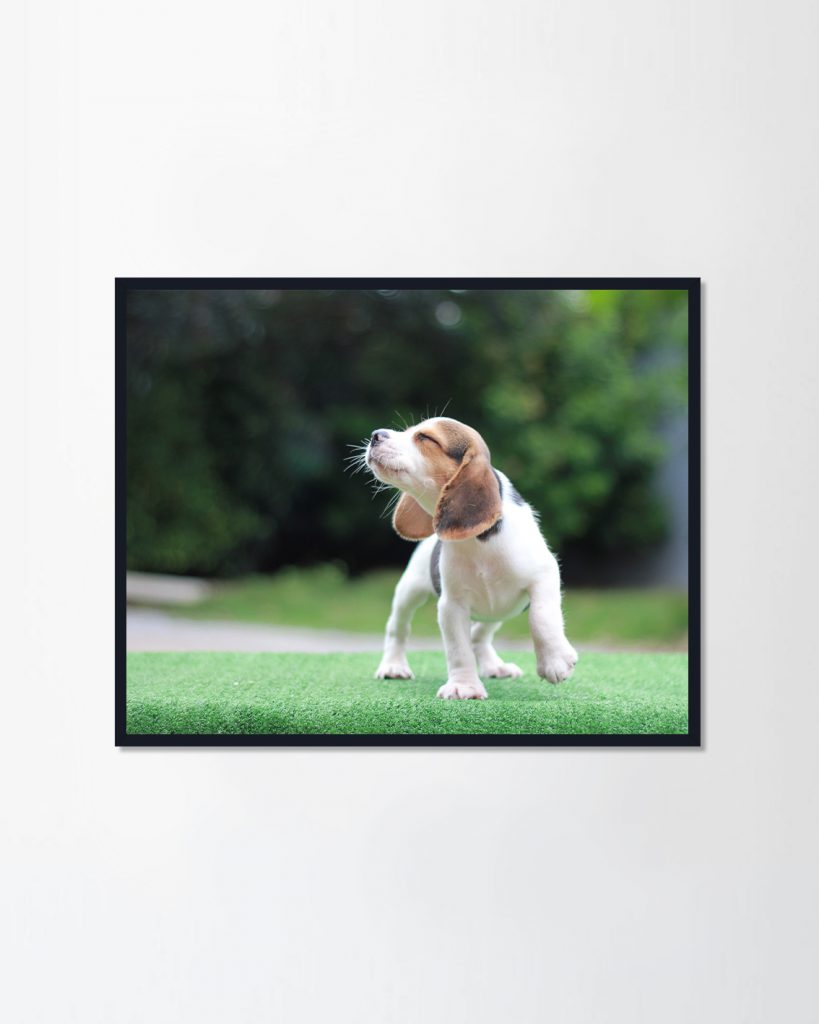 รูปภาพพร้อมกรอบแขวนผนัง Tricolor beagle stand on the green grass - PENNELLO