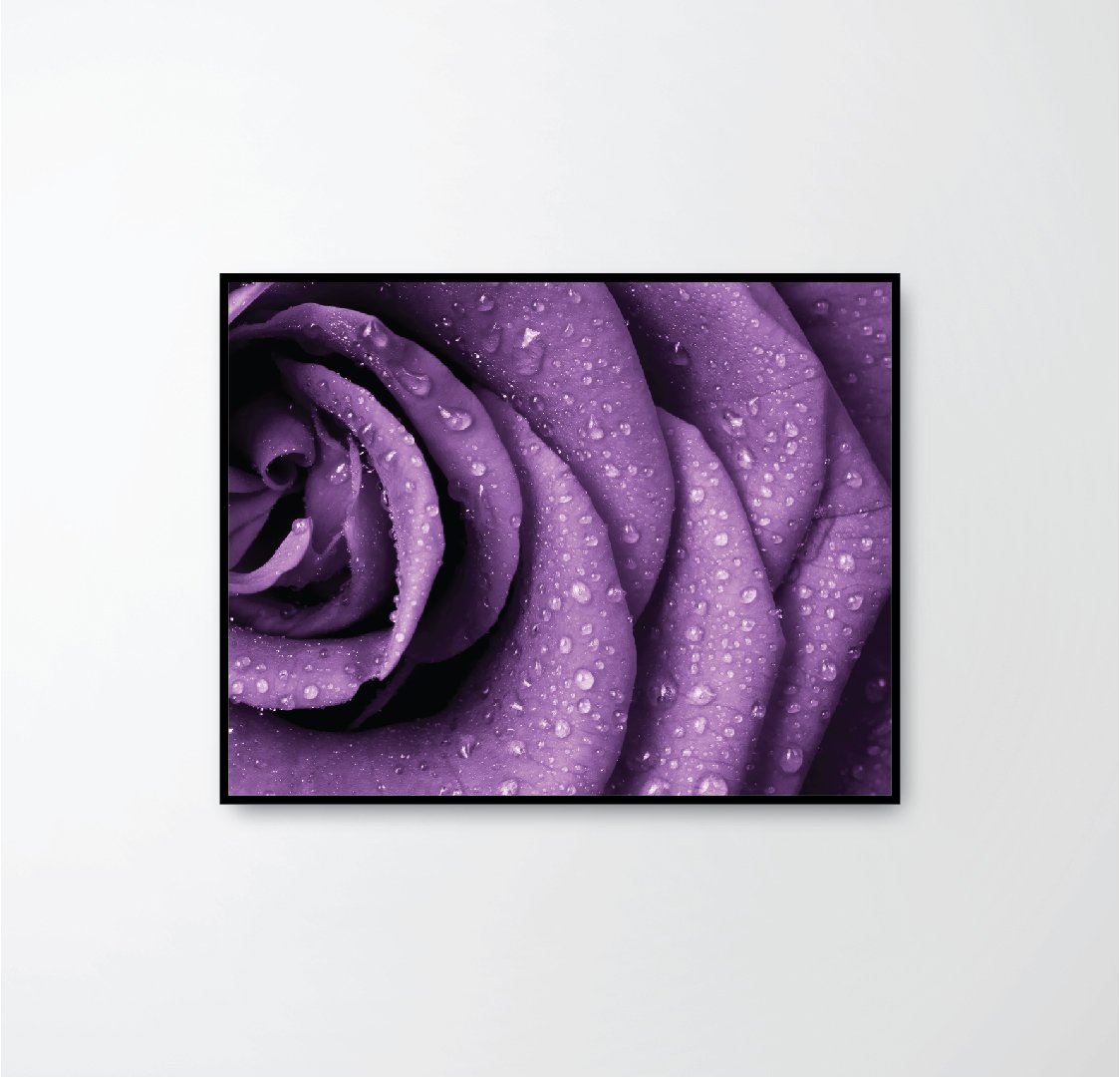 รูปภาพพร้อมกรอบแขวนผนัง purple rose petals - PENNELLO